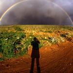 Afternoon Rainbow over a Pineapple Field