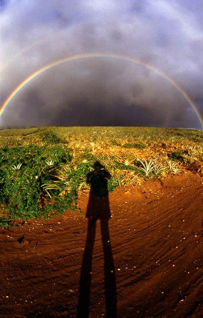 Afternoon Rainbow over a Pineapple Field