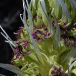 Silversword Detail