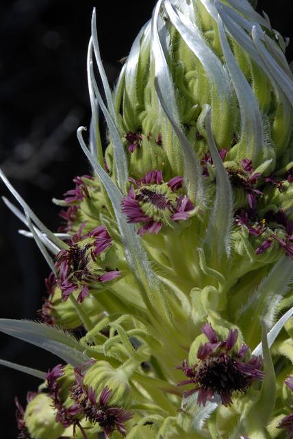 Silversword Detail